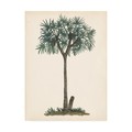 Trademark Fine Art Melissa Wang 'Palm Tree Study III' Canvas Art, 18x24 WAG14727-C1824GG